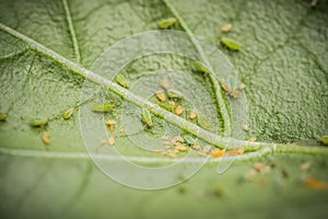 Green aphids