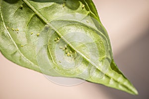 Green aphids