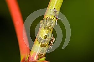 Green Aphids being `farmed` by ants photo