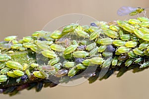 Green aphids on branch