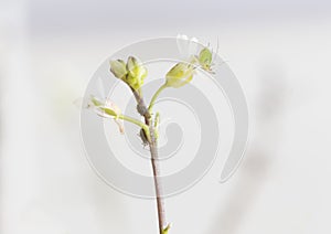 Green aphids on rose footstalk