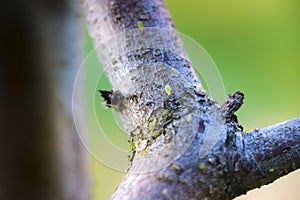 Green aphids on tree branch