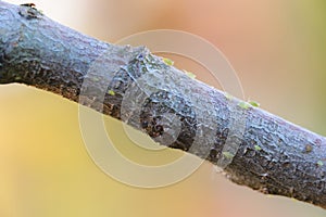 Green aphids on tree branch