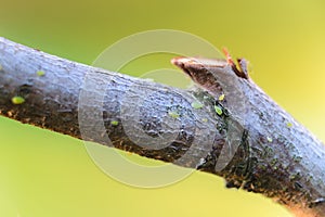 Green aphids on tree branch