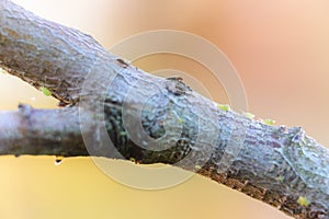Green aphids on tree branch
