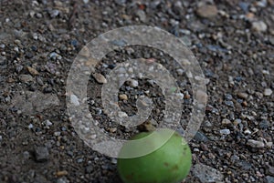 Green appel ono the gravel