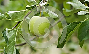 Green apple on apple tree