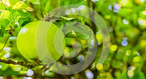 Green apple on a apples tree branch macro zoom in