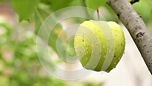 Green apple on a branch