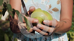 Green apple. Female hands hold green apple and cut it in two pieces. Close-up