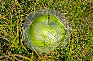 Green apple on grass