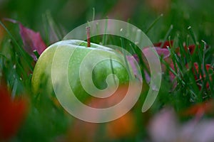 Green apple in the grass