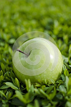 Green apple on grass
