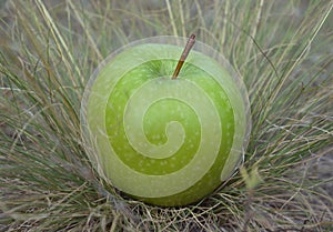 Green apple on grass
