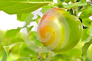 Green Apple Growing on Apple Tree