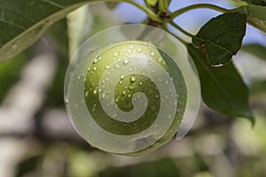 A green apple growing in the tree covered with water droplets