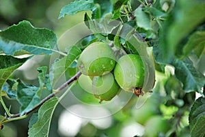 Green apple growing on the tree. water drops