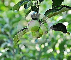 Green apple growing on the tree.  water drops