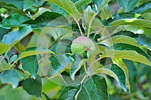 Green apple growing on the tree. water drops