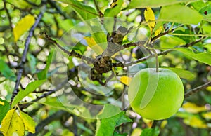 Green apple hanging on a apples tree branch close up