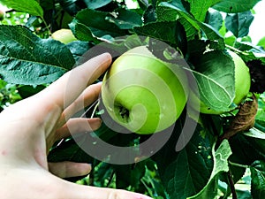 Green apple hangs on a tree branch among green leaves. a round, ripe and juicy apple on the branches. the hand reaches for the