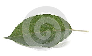 Green apple leaf