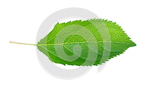 Green apple leaf isolated on white background, clipping path