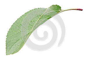 Green apple leaf isolated on white with