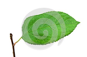 Green apple leaf
