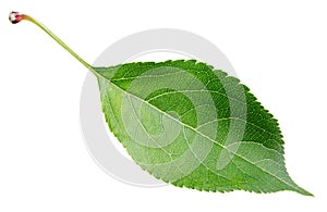 Green apple leaf on white