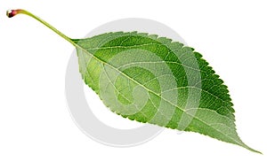 Green apple leaf on white