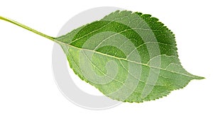 Green apple leaf on white