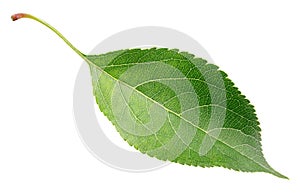 Green apple leaf on white