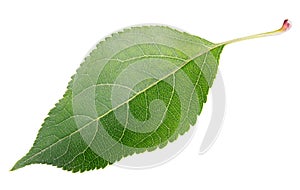 Green apple leaf on white