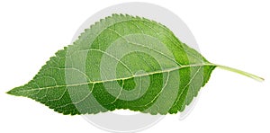 Green apple leaf on white
