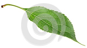 Green apple leaf on white
