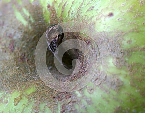 Green apple, macro