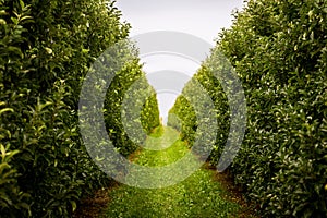 Path in an organic apple orchard with many rows of apple trees