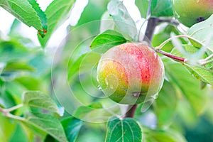A green apple with a red side ripens on an apple tree branch. Growing fruits in the garden