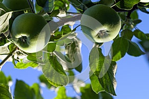 A green apple ripens on an apple tree branch against the blue sky.