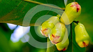 Green apple rose Syzygium hanging on the tree