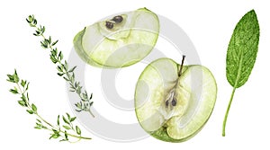 Green apple sage thyme spices watercolor illustration isolated on white background