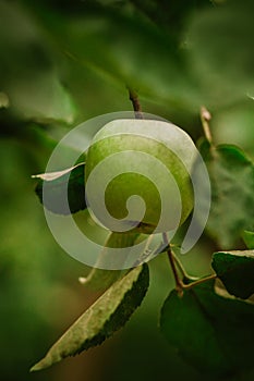 Green apple on tree, close up