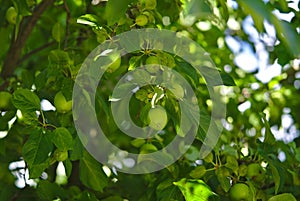 Green apple tree with lots of apples growing