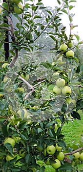 Green apple tree in Ohio