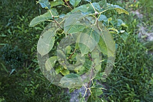 Green apple tree seedling