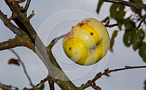 A green apple that was bitten by birds on a bare branch in autumn.