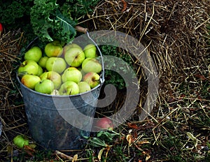 Green apples