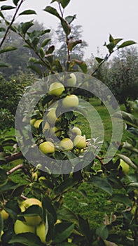 Green apple tree in Ohio