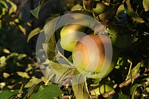 Green apples with a beautiful reddish blush illuminated by the evening sun, close-up, copy space for text. Large apples